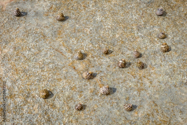Fototapeta Seashells on Coastal Rocks at Cyprus Beach