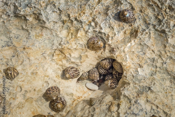 Fototapeta Seashells on Coastal Rocks at Cyprus Beach