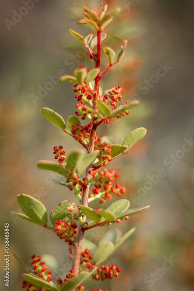 Fototapeta Mastic Tree Blossoms in Soft Focus, Cyprus