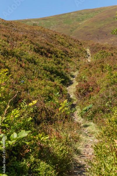 Fototapeta  Forest Trail in Borzhava Valley, Carpathians, Early Autumn