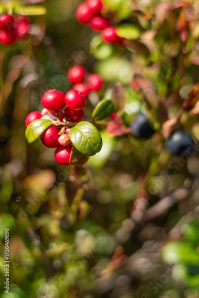 Fototapeta Lingonberry Bush with Red Berries in Close-Up, Carpathians