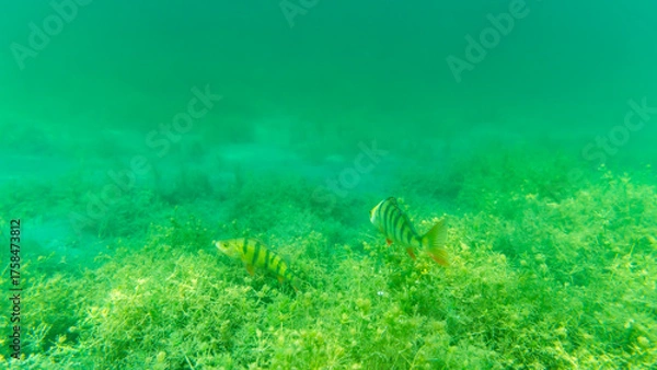 Fototapeta Zwei Barsche am Grund eines Sees