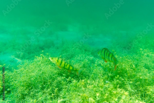 Fototapeta Zwei Barsche am Grund eines Sees