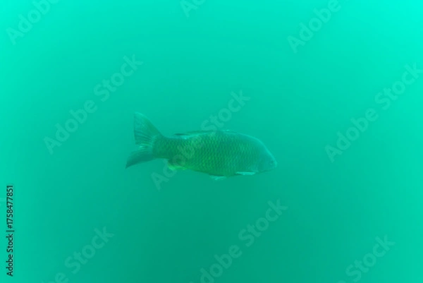 Fototapeta Ein Karpfen in einem See