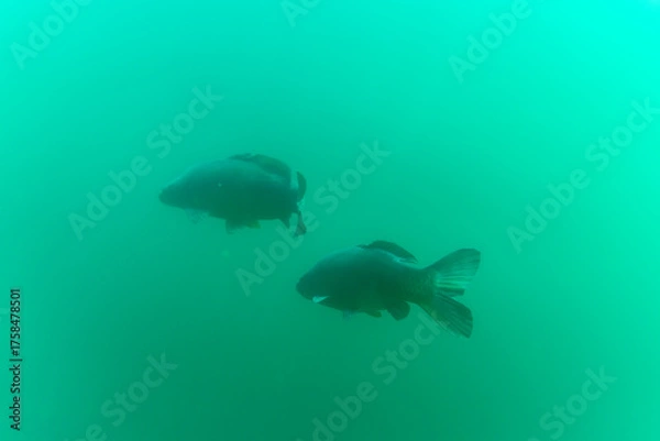 Fototapeta Zwei Karpfen tief in einem See