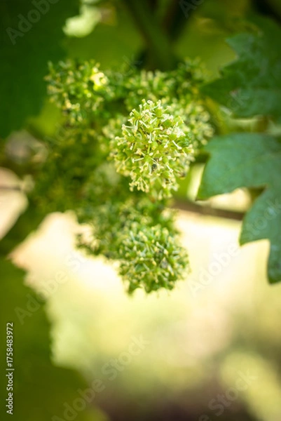 Obraz Fleurs de vigne
