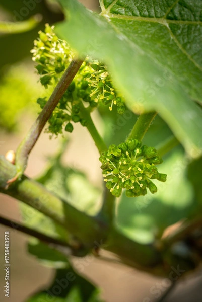 Obraz Fleurs de vigne