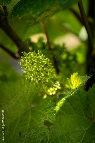 Obraz Fleurs de vigne