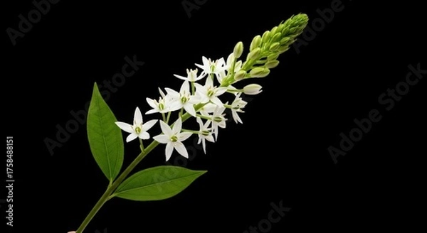 Fototapeta Delicate white blossoms on a stalk with green leaves detailed macro view