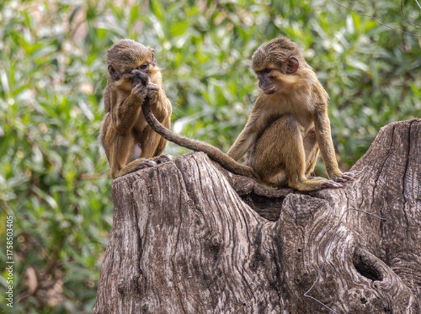 Fototapeta Pair of Northern Dwarf Guenon / Northern Talapoin (Miopithecus ogouensis)