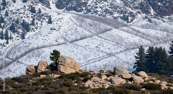 Obraz hunter in the forest