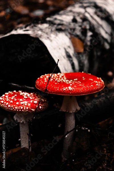 Obraz Piękne muchomory czerwone na tle brzozy