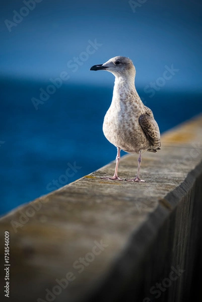 Obraz Juvenile Herring Gull looking out to sea
