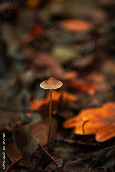 Obraz Piękne jesienne grzyby na długich trzonach 