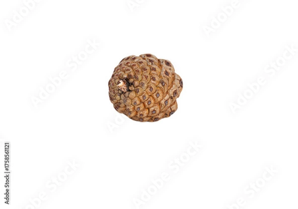 Obraz Small, closed, rounded pine cone with a delicate reflection, perfectly isolated on a transparent background. Great for Autumn, nature, or Christmas design elements