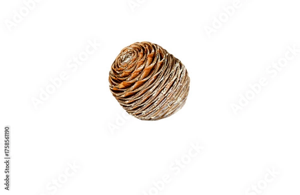 Obraz Cedrus deodara pine cone with a tight, spiral structure, resting on its side with a clear reflection. Perfectly isolated on a transparent background for Winter or natural product designs