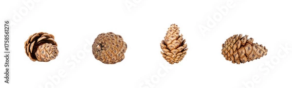 Obraz A horizontal set of four pine cones of varying shapes and textures, all isolated on a transparent background. A versatile natural element collection for Autumn or Christmas designs