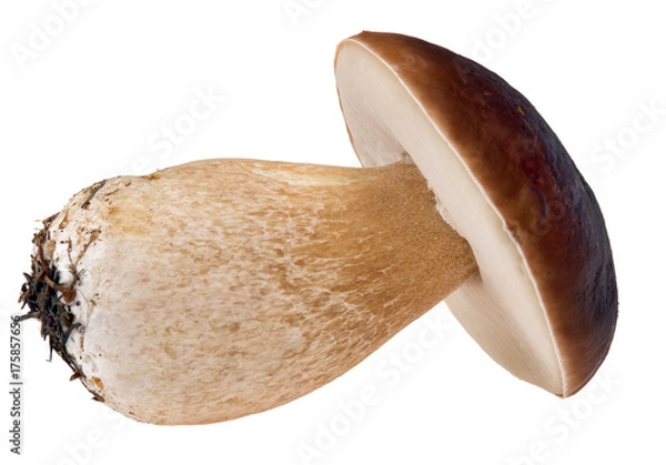 Obraz młode borowiki