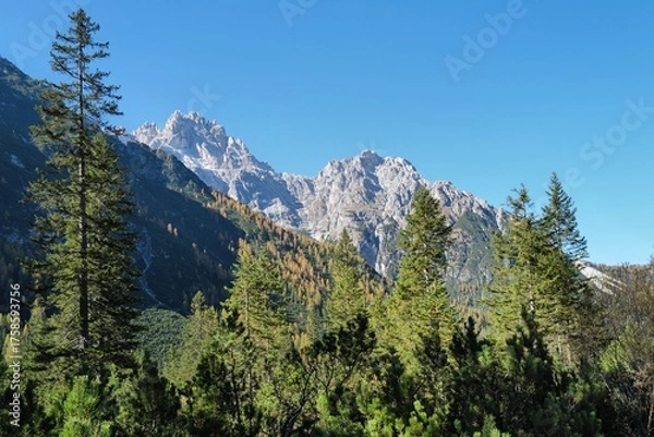 Obraz larch trees in the mountains