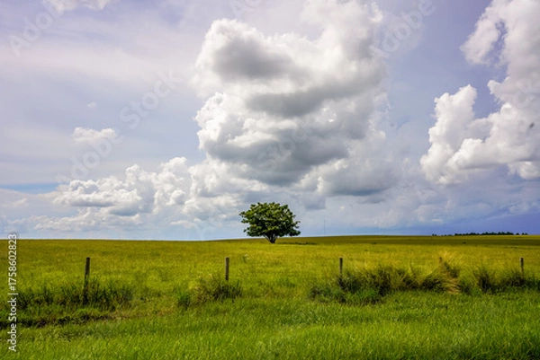 Fototapeta A serene photo captures a lone tree standing proudly in the midst of lush Central Florida farmland, under a sky filled with soft, puffy white clouds.