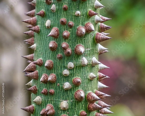 Fototapeta An extreme closeup of a thorny tree trunk in Florida showcases the intricate surface of the bark, with sharp spines and fine textures in striking detail.  
