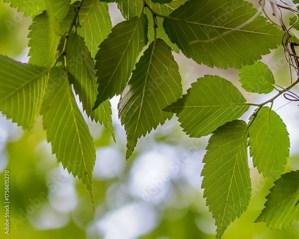 Fototapeta An intimate macro closeup of green leaves reveals fine details and textures. Behind them, the warm bokeh of afternoon sunlight adds depth and a glowing, ethereal quality, perfect for nature-inspired.