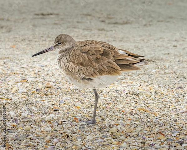 Fototapeta Closeup of a Willet Wading in Florida Habitat