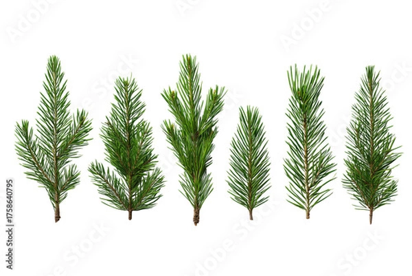Fototapeta Six green pine branches with needles arranged horizontally isolated on a transparent background tree