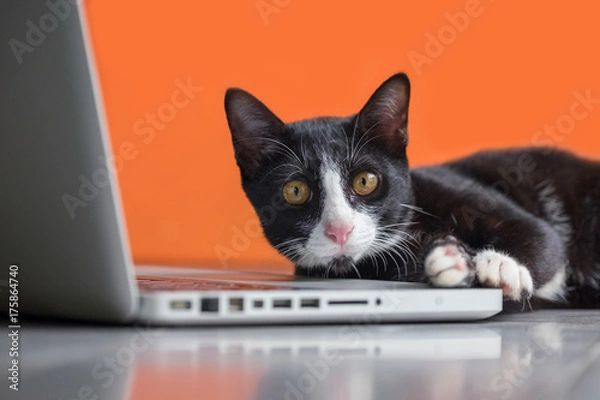 Obraz Black cat working at the computer as a developer online