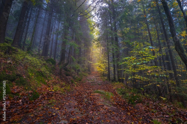 Fototapeta Fantasy and dark forest road during a foggy morning with the best mystic atmosphere in the north of Bohemia, in Jizera mountains. View like from a fairy tale.