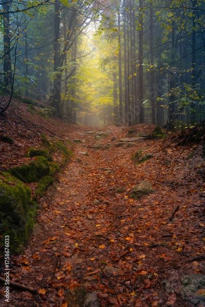 Fototapeta Fantasy and dark forest road during a foggy morning with the best mystic atmosphere in the north of Bohemia, in Jizera mountains. View like from a fairy tale.
