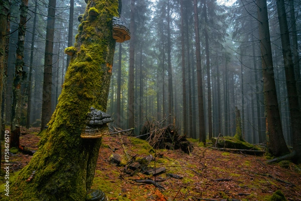Fototapeta Fantasy and dark forest during a foggy morning with the best mystic atmosphere in the north of Bohemia, in Jizera mountains. View like from a fairy tale.
