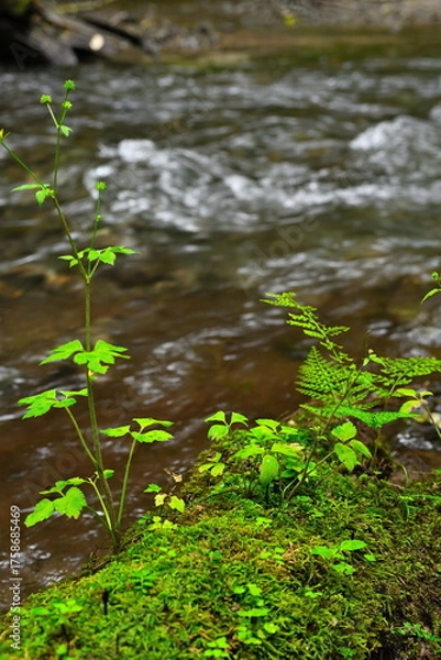 Fototapeta 奥入瀬渓谷（青森県）