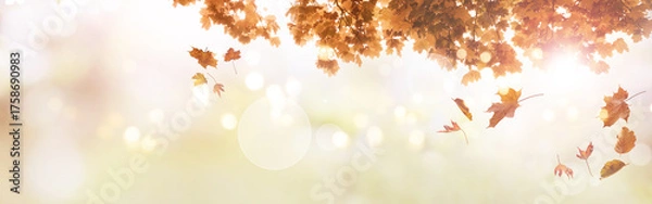 Fototapeta Colorful autumn leaves falling from a tree. Seasonal nature panorama with soft bokeh. Background in delicate colors for seasonal occasions and holidays with space for text.