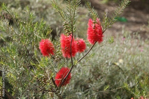 Fototapeta Scarlet Honeymrytle - Native Australian Wildflower