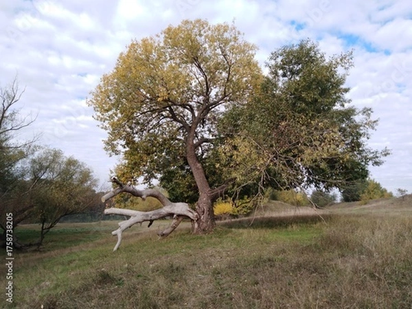 Fototapeta Tree on the hill