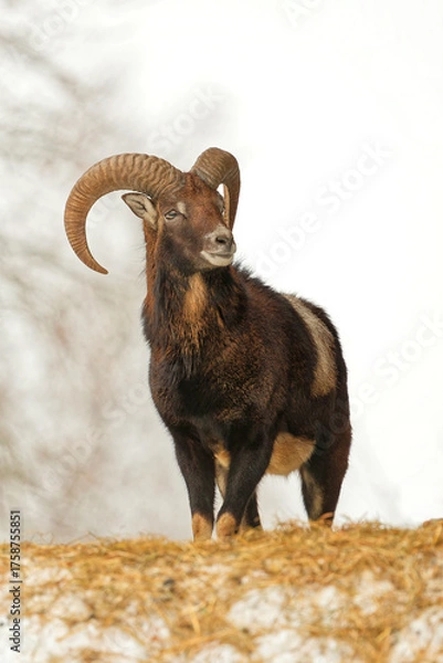 Obraz Mufflonbock
