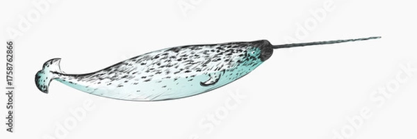 Fototapeta Narwhal sketch animal illustration vector