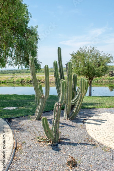 Fototapeta Vertical cactus in a landscaped area with stone walkways near the lake at the malecon in Jamay, Jalisco, Mexico