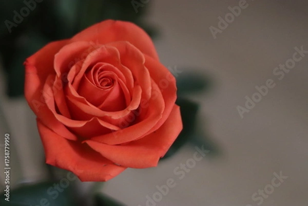 Obraz Elegant Orange Rose in Bloom