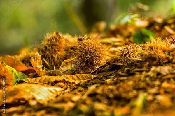 Obraz Fallen chestnuts on the brown leafs