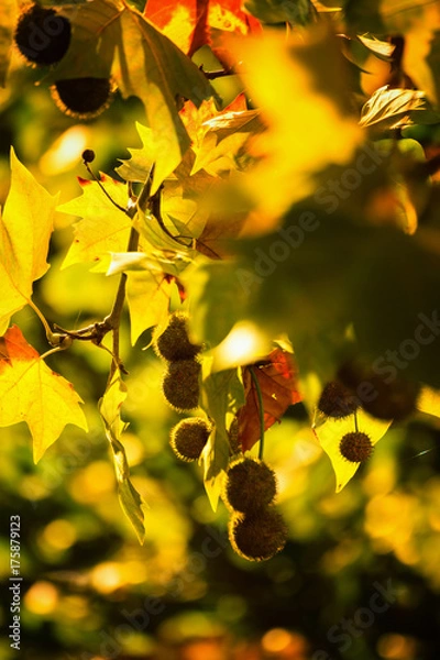 Obraz Platanus seeds in a round ball