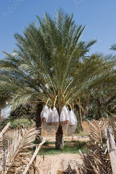 Fototapeta Dates are covered with plastic bags to protect them from insects, birds and rain. Tunisia