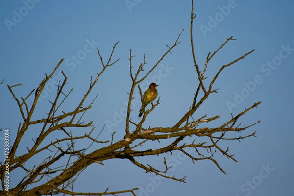 Fototapeta A small, brightly colored bird, likely a European Bee-eater due to its silhouette and coloration, is perched alone on the bare, spindly branches of a tree.