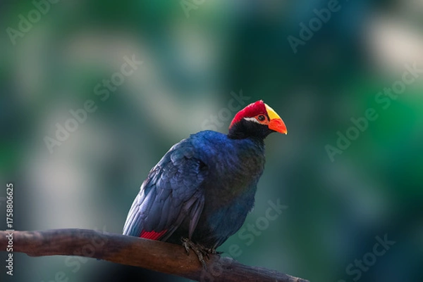 Fototapeta close up of Turaco