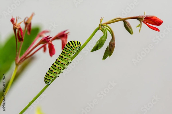 Obraz Chenille Machaon