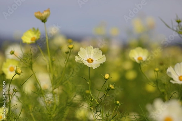 Obraz Cosmos field