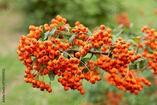 Fototapeta Branches with Pyracantha coccinea berries in an autumn garden