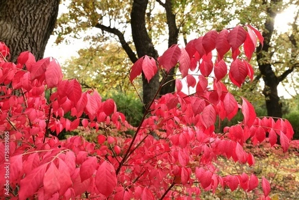 Obraz Red foliage of Euonymus alatus (burning bush) in an autumn park.
