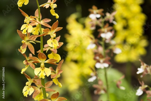Fototapeta 花のボケをバックにエビネの花